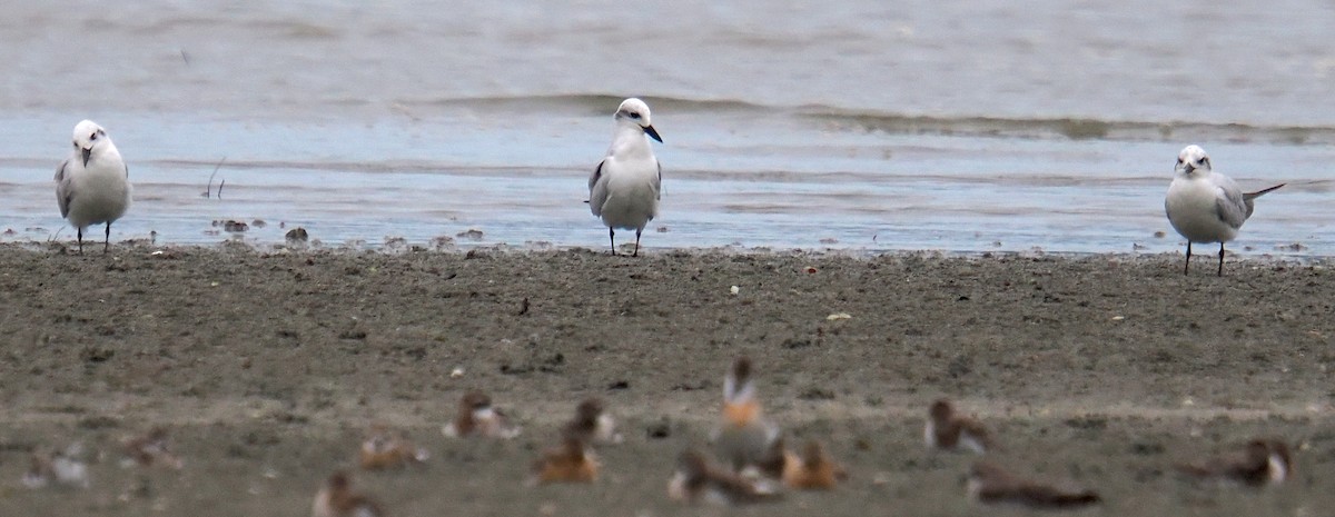 Gull-billed Tern - ML641335232