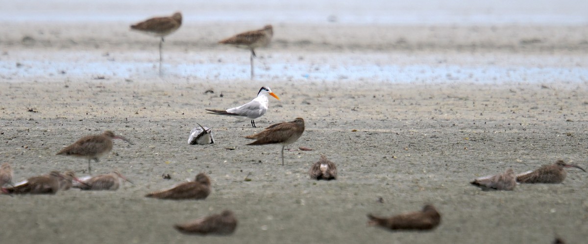 Lesser Crested Tern - ML641335233