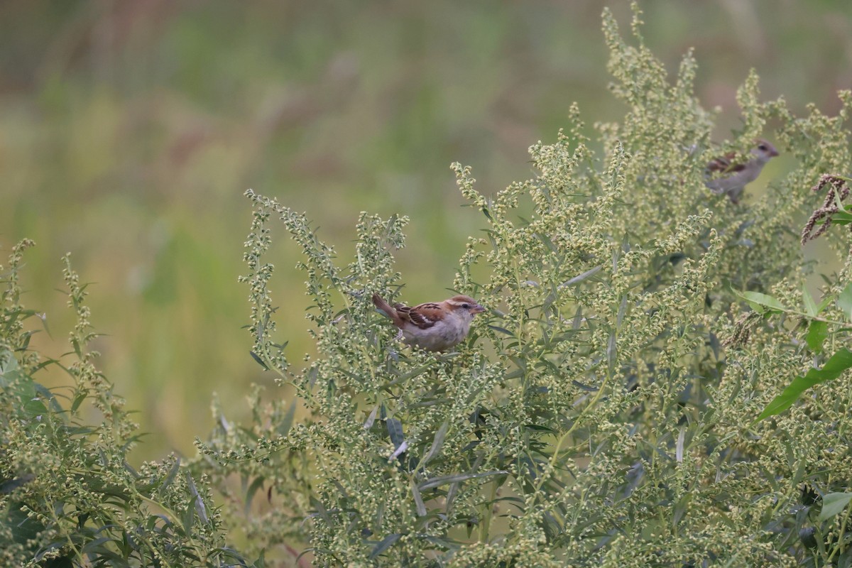 Russet Sparrow - ML641335234