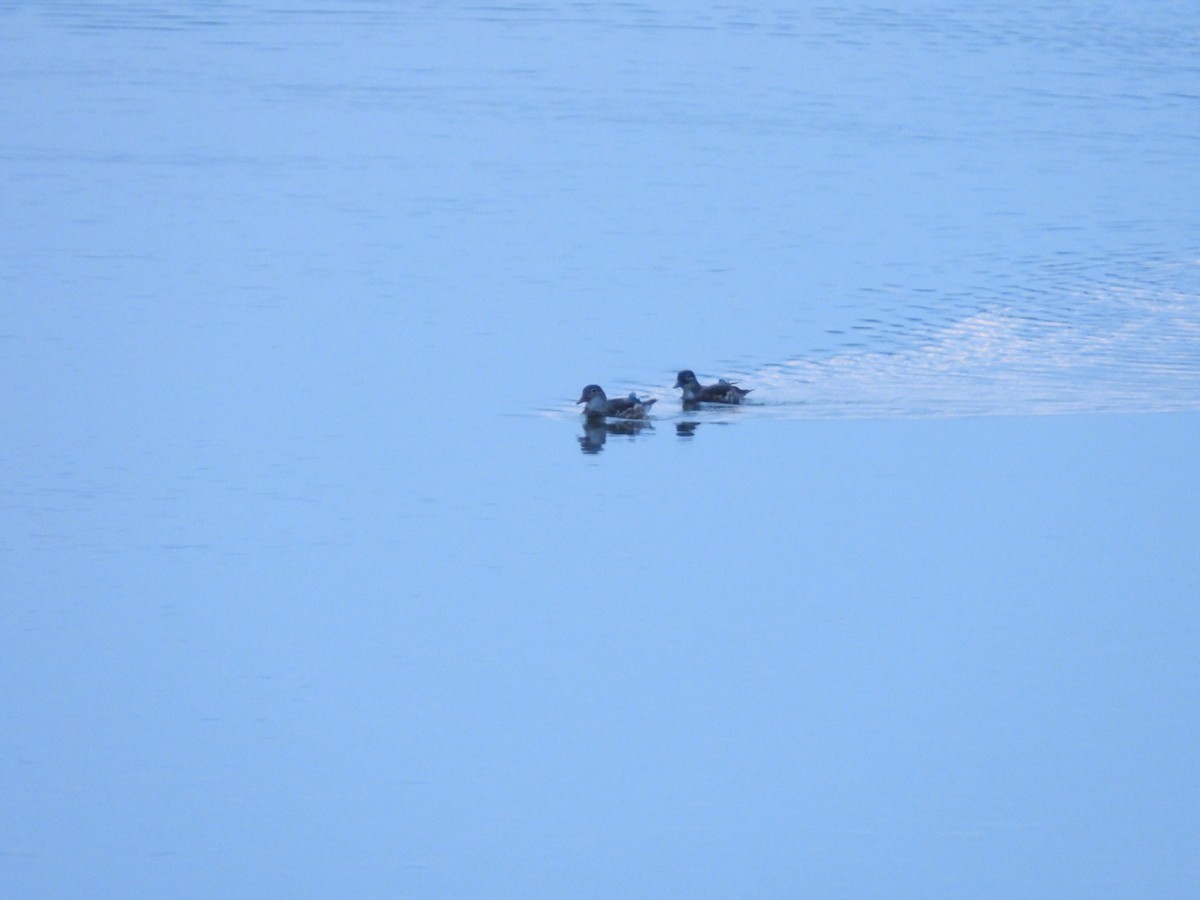 Mandarin Duck - ML641335243