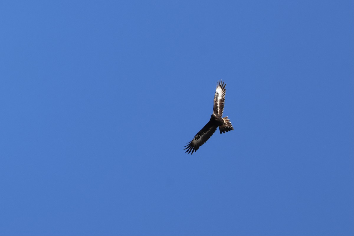 Aigle d'Australie - ML641335245