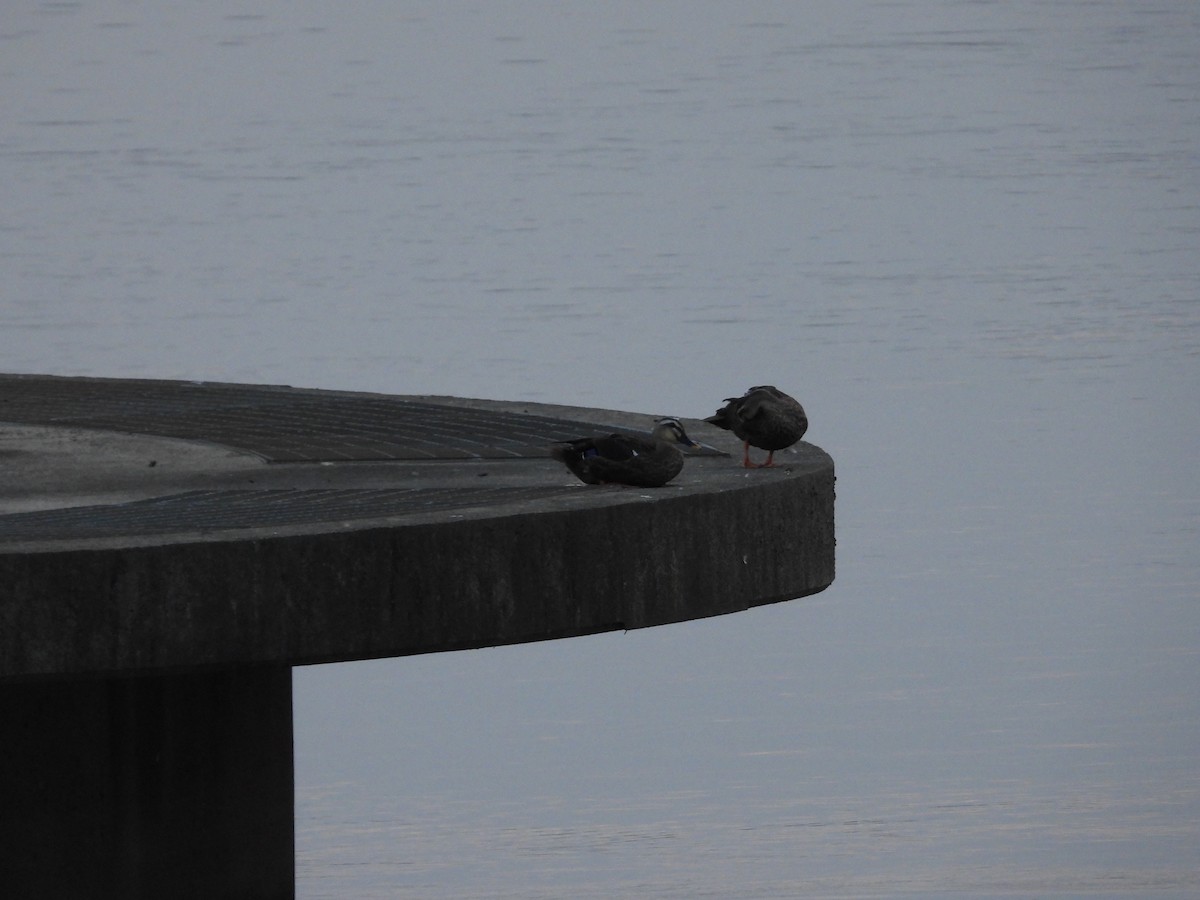Eastern Spot-billed Duck - ML641335247
