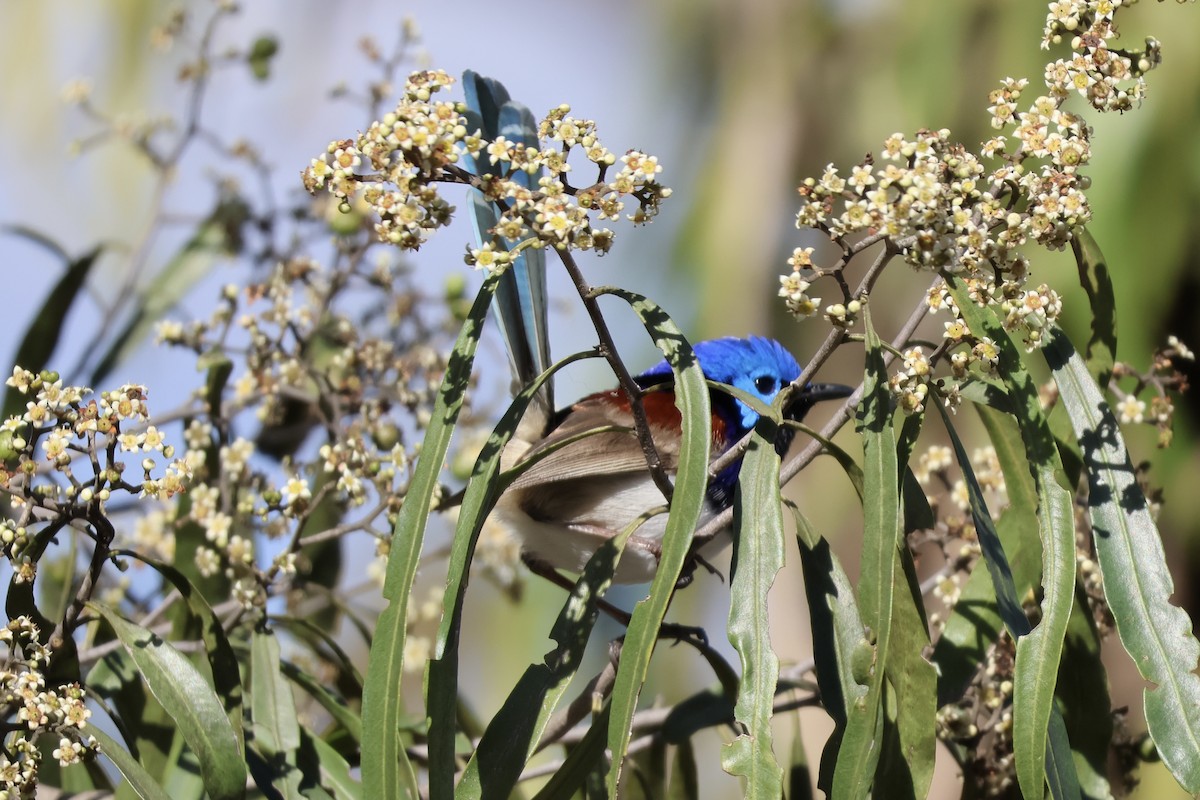 Purple-backed Fairywren - ML641335248