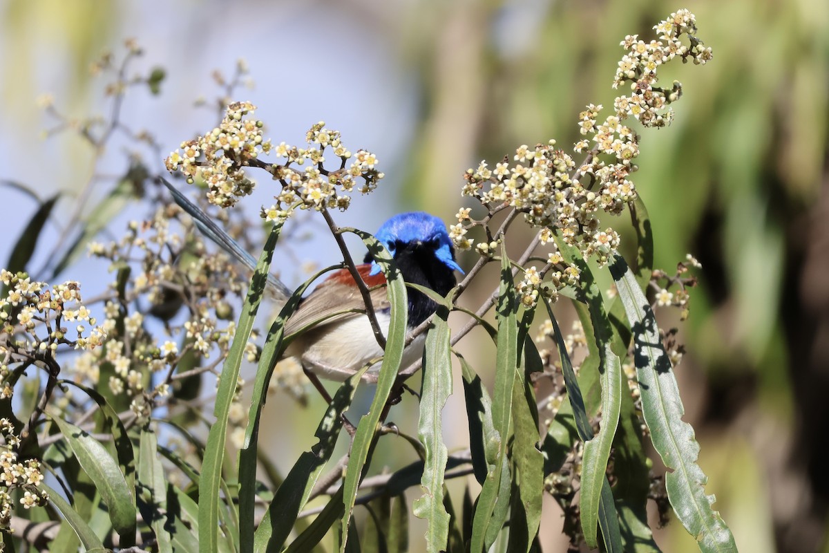 Purple-backed Fairywren - ML641335249