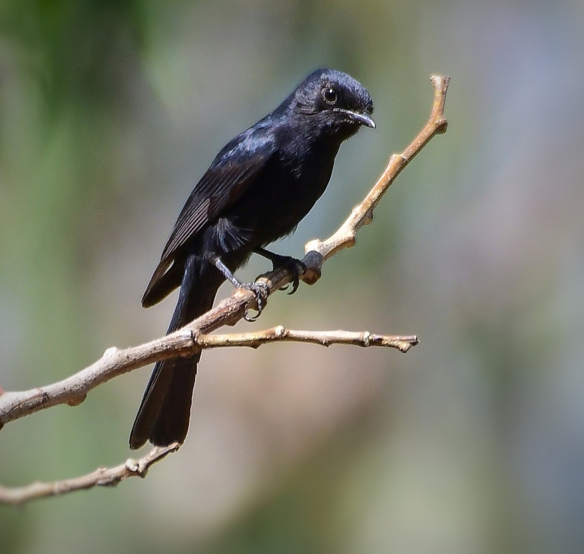Southern Black-Flycatcher - ML641335250