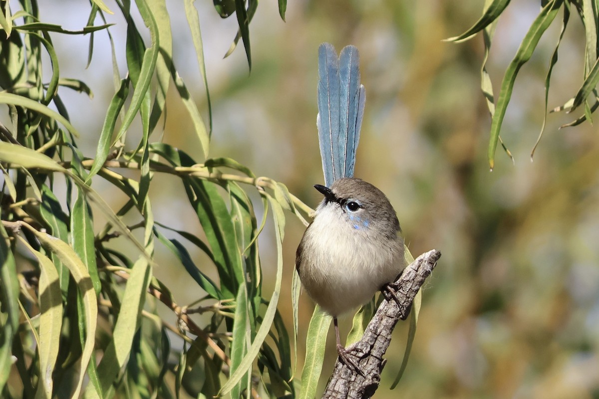 Purple-backed Fairywren - ML641335252