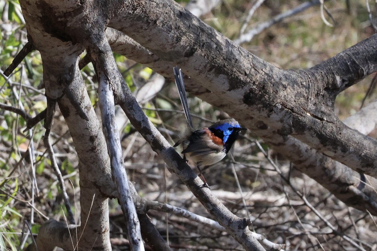 Purple-backed Fairywren - ML641335253