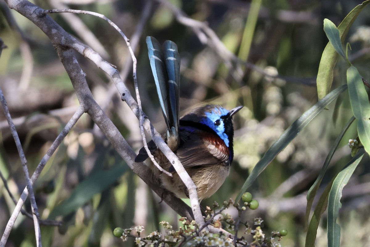 Purple-backed Fairywren - ML641335254