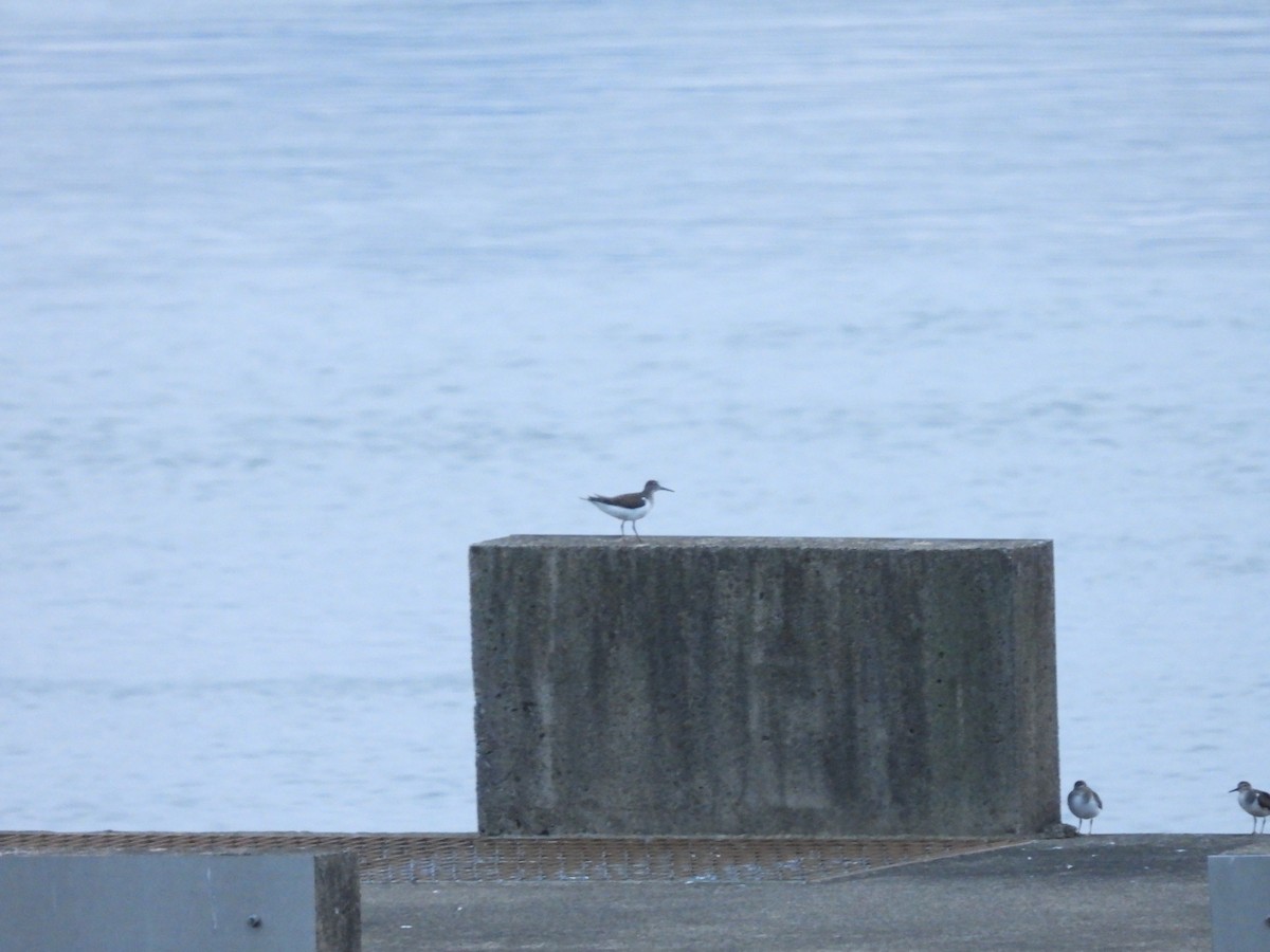 Common Sandpiper - ML641335258