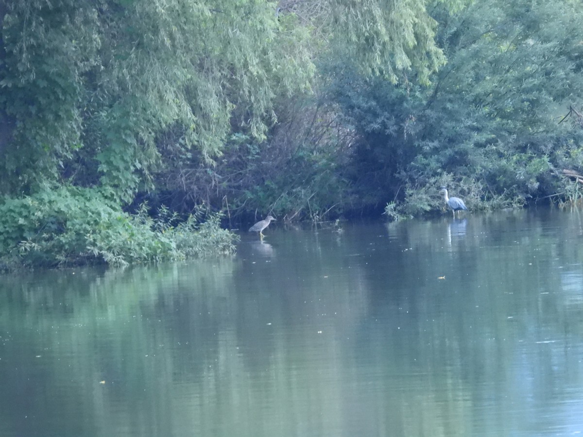 Black-crowned Night Heron - ML641335259