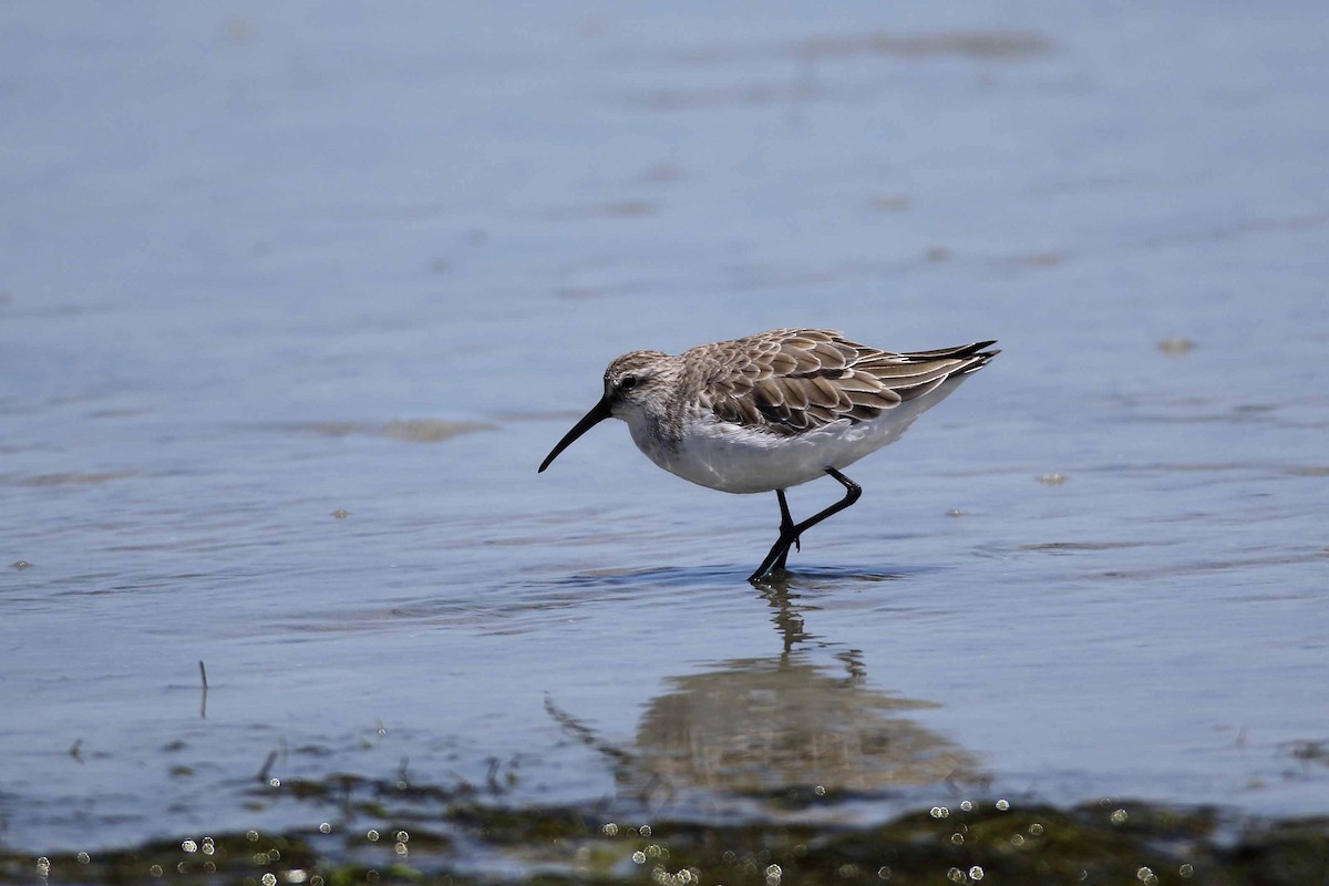 Curlew Sandpiper - ML641335260