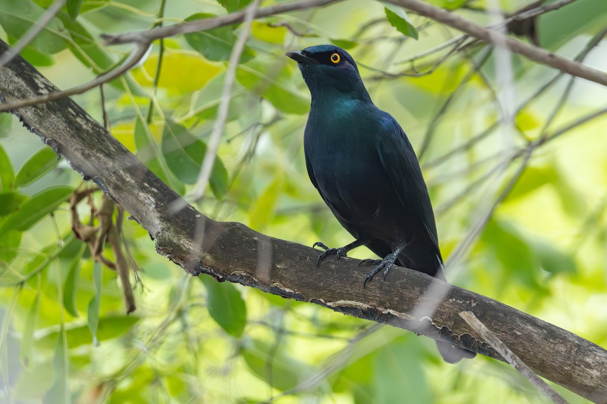 Black-bellied Starling - ML641335261
