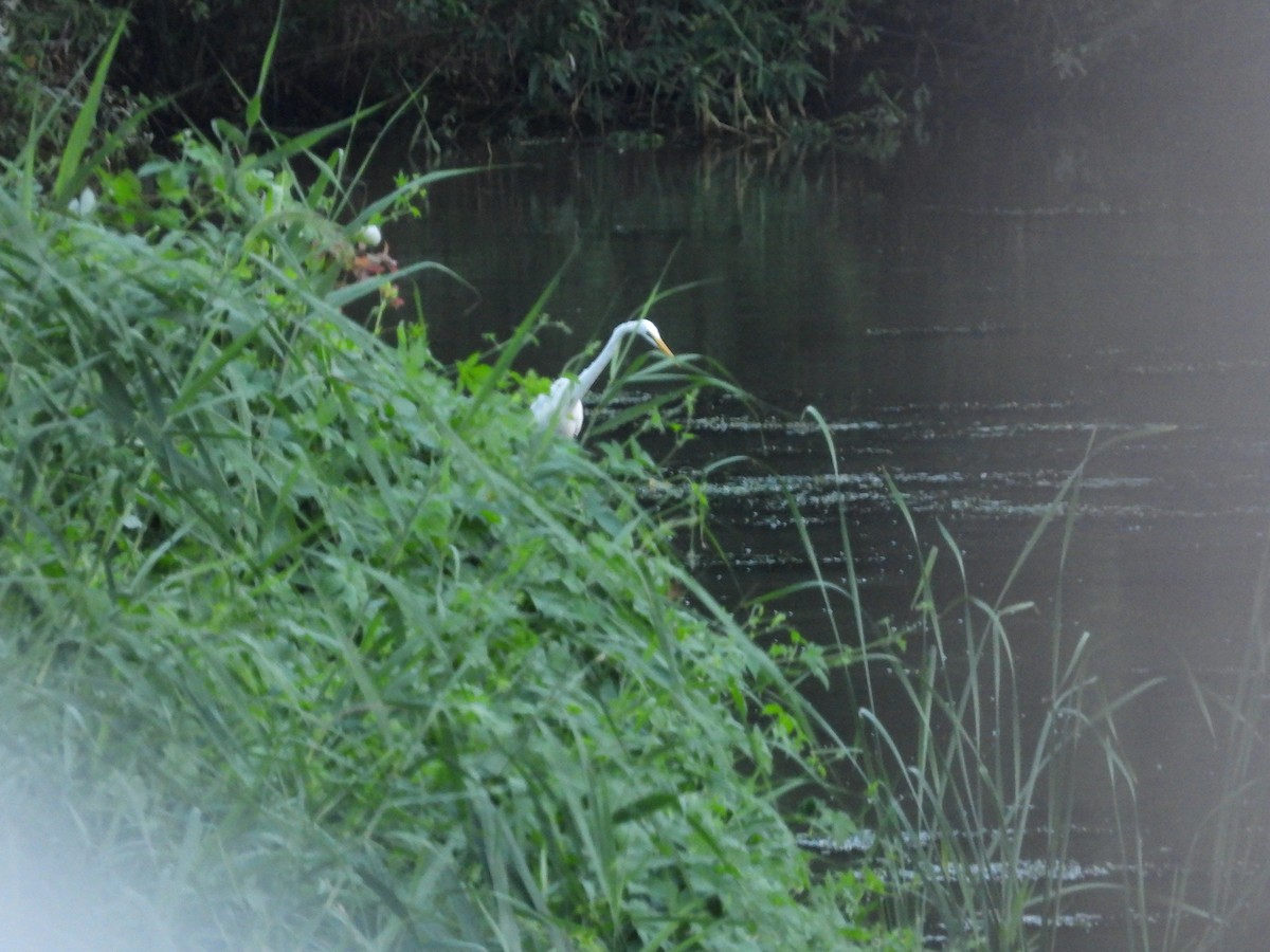 Great Egret (modesta) - ML641335263