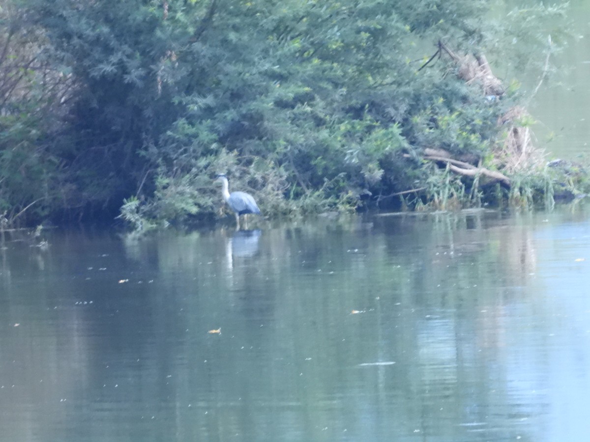 Gray Heron - ML641335265
