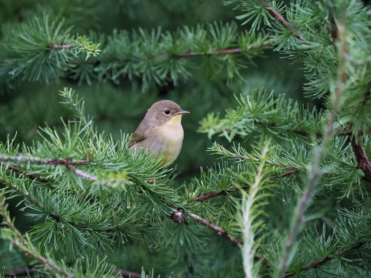 Common Yellowthroat - ML641335266