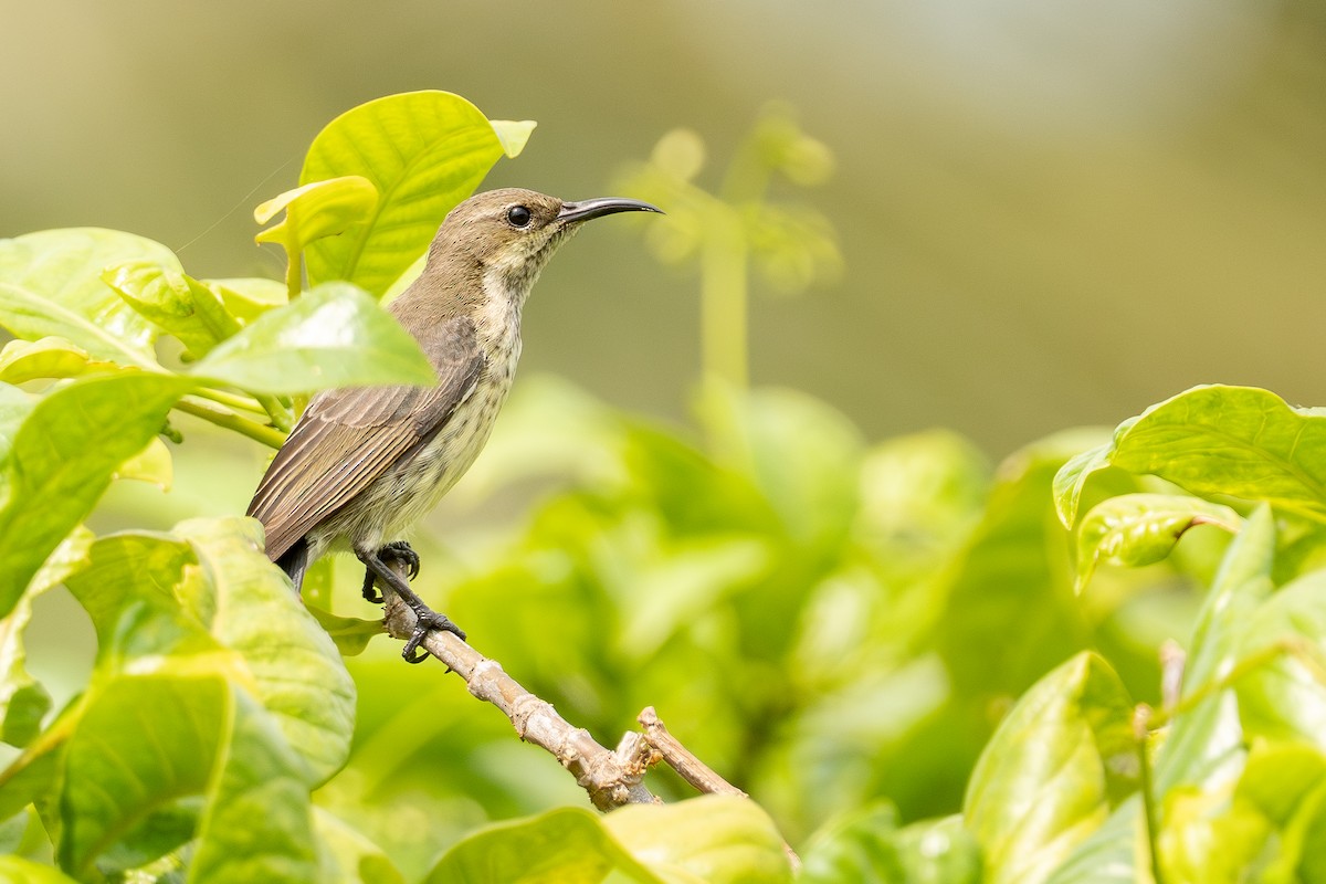 Purple-banded Sunbird - ML641335267