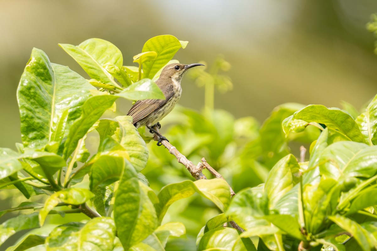 Purple-banded Sunbird - ML641335268