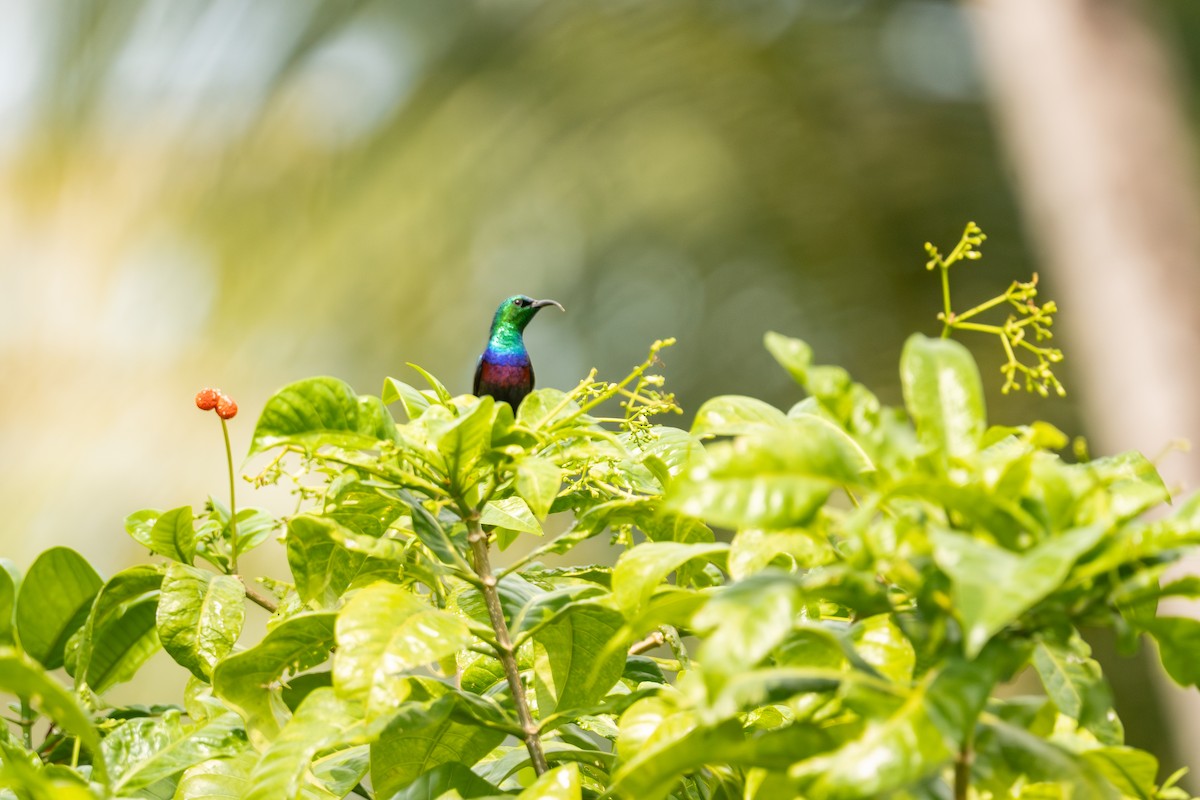 Purple-banded Sunbird - ML641335269