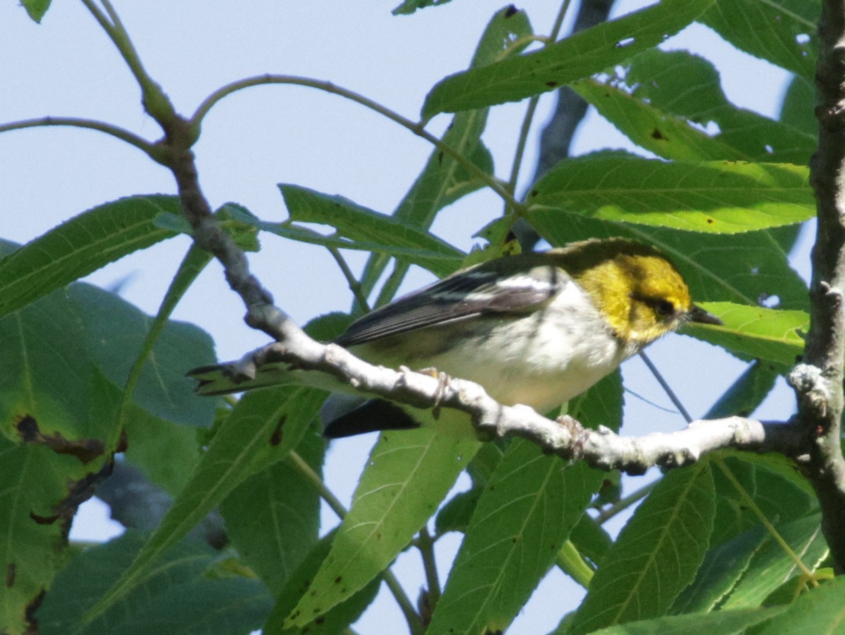 Black-throated Green Warbler - ML641335272