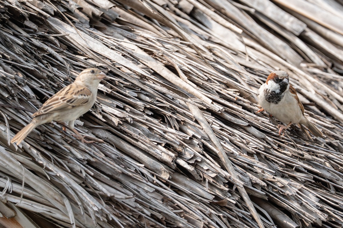 House Sparrow - ML641335273