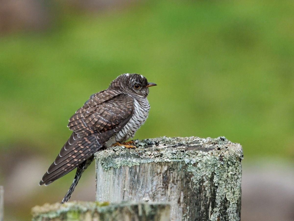 Common Cuckoo - ML641335274