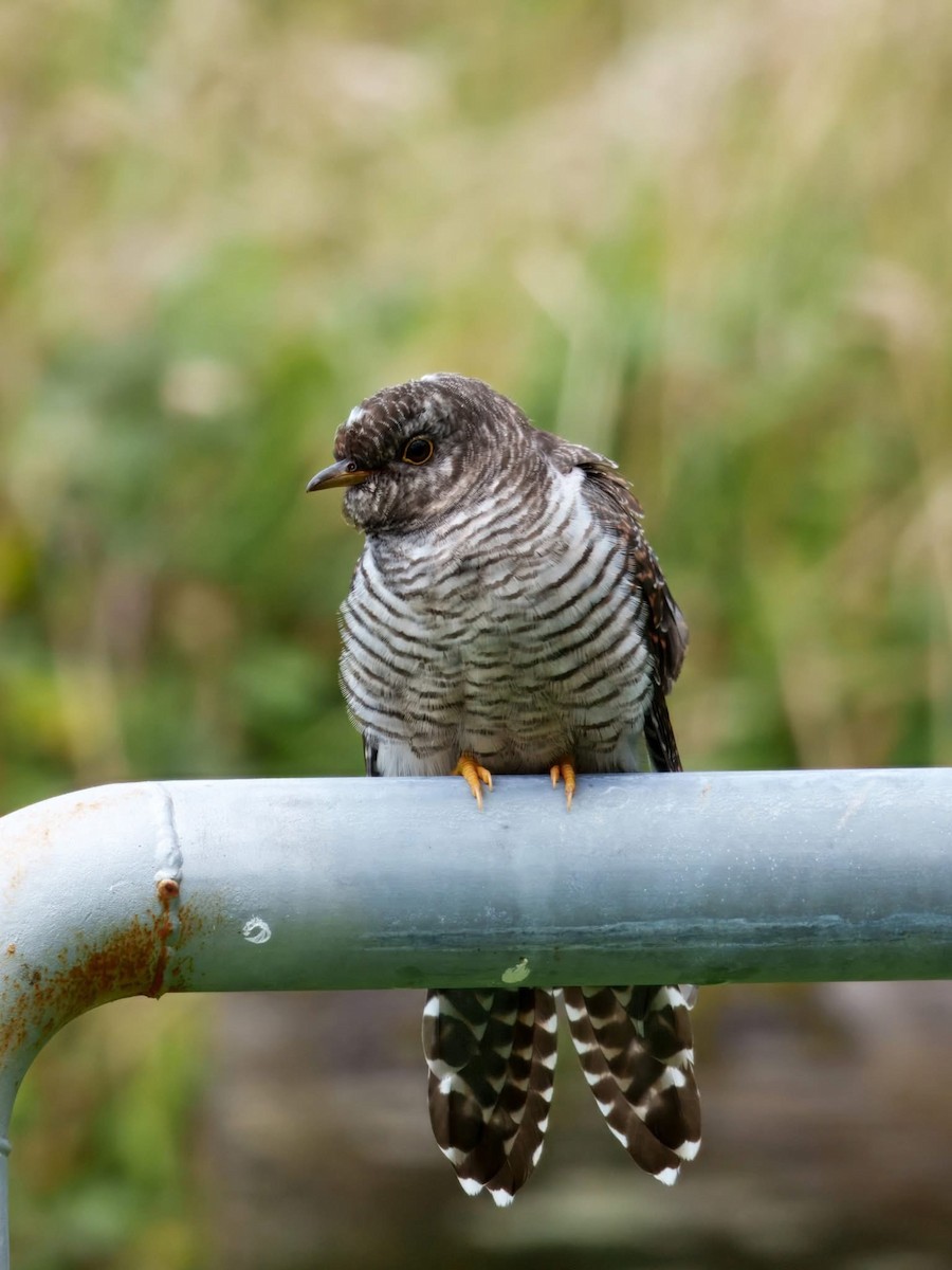 Common Cuckoo - ML641335275