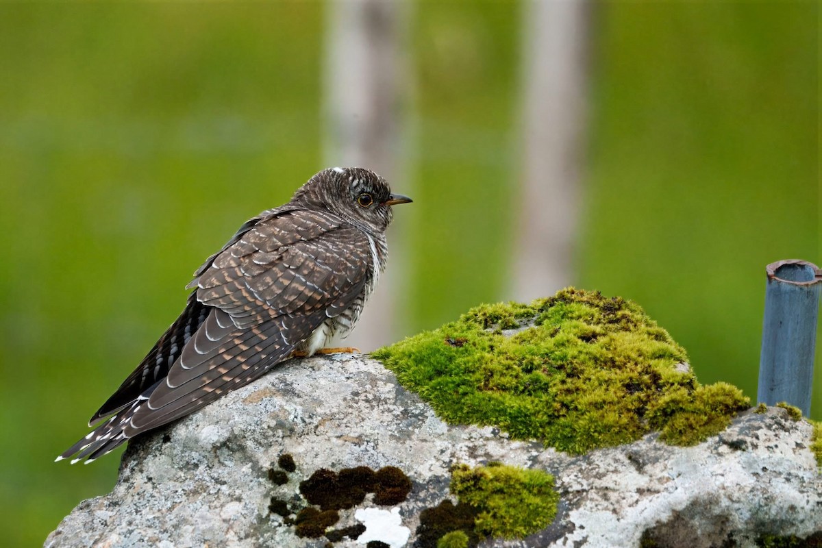 Common Cuckoo - ML641335276