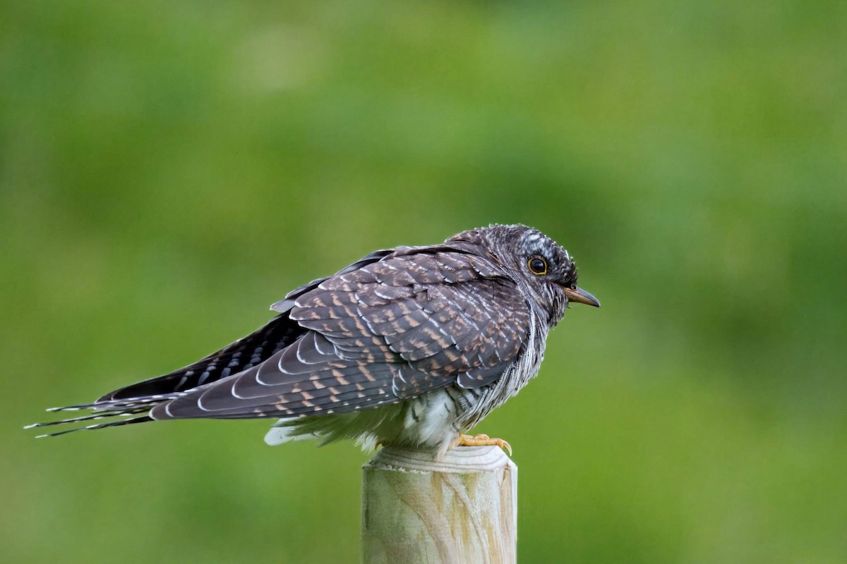 Common Cuckoo - ML641335277