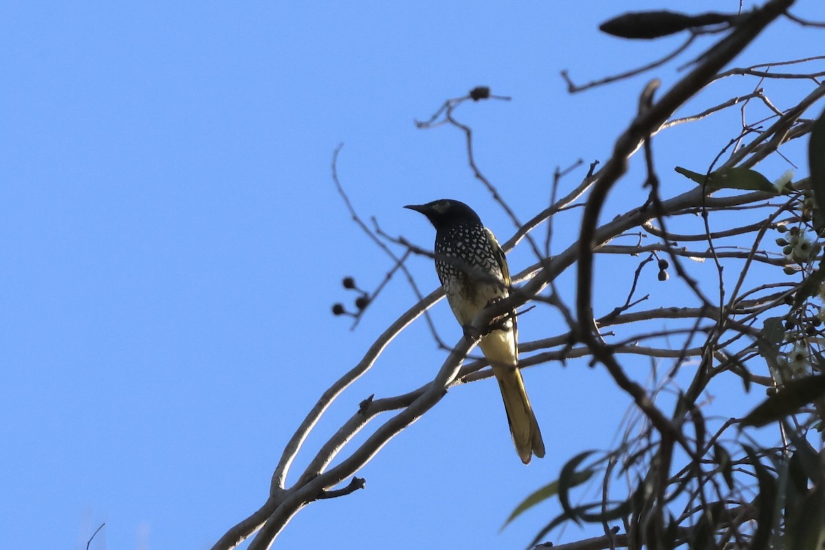 Regent Honeyeater - ML641335288