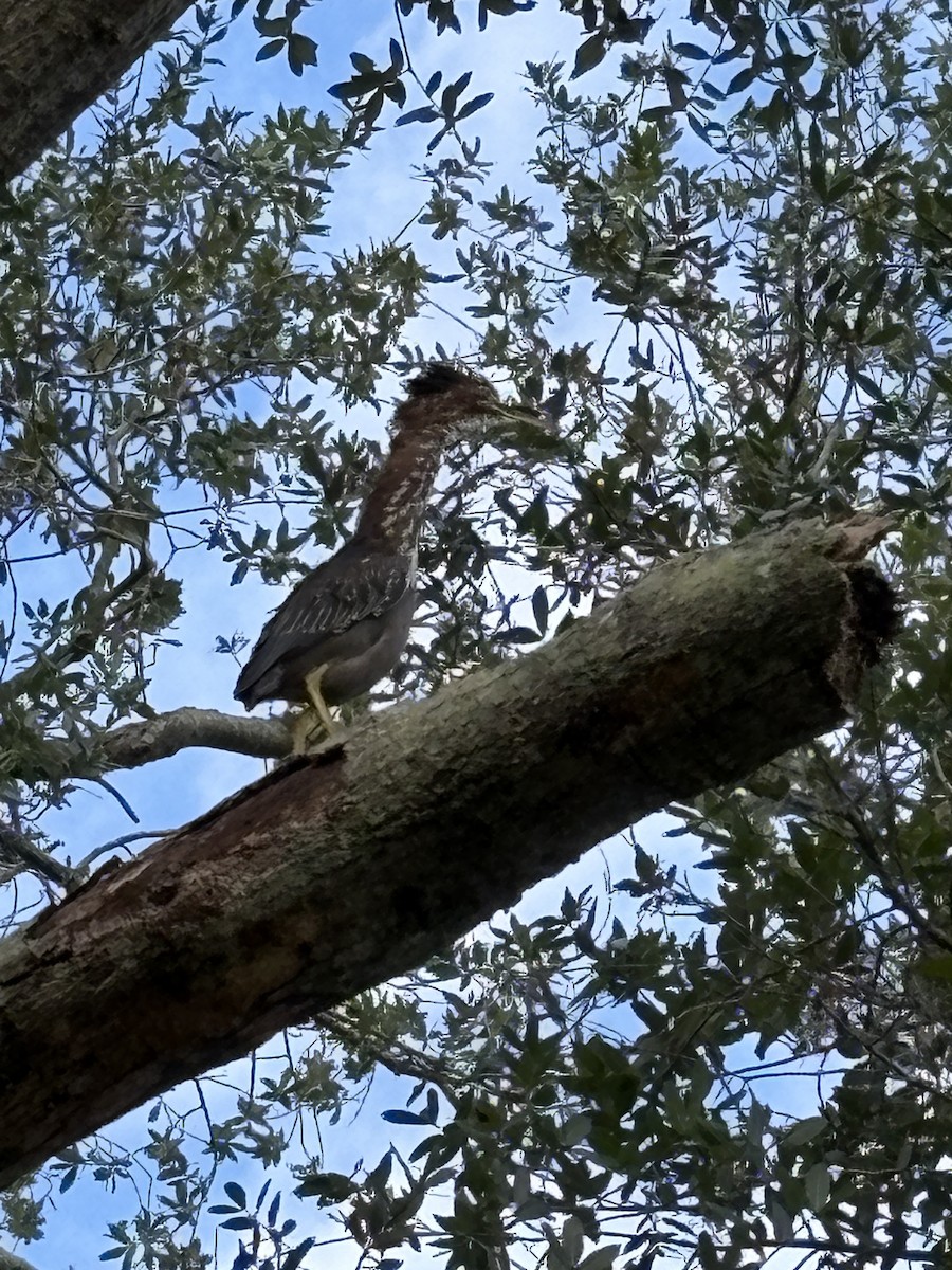 Green Heron - ML641335289