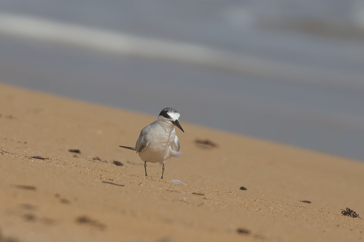 Least Sandpiper - ML641335298