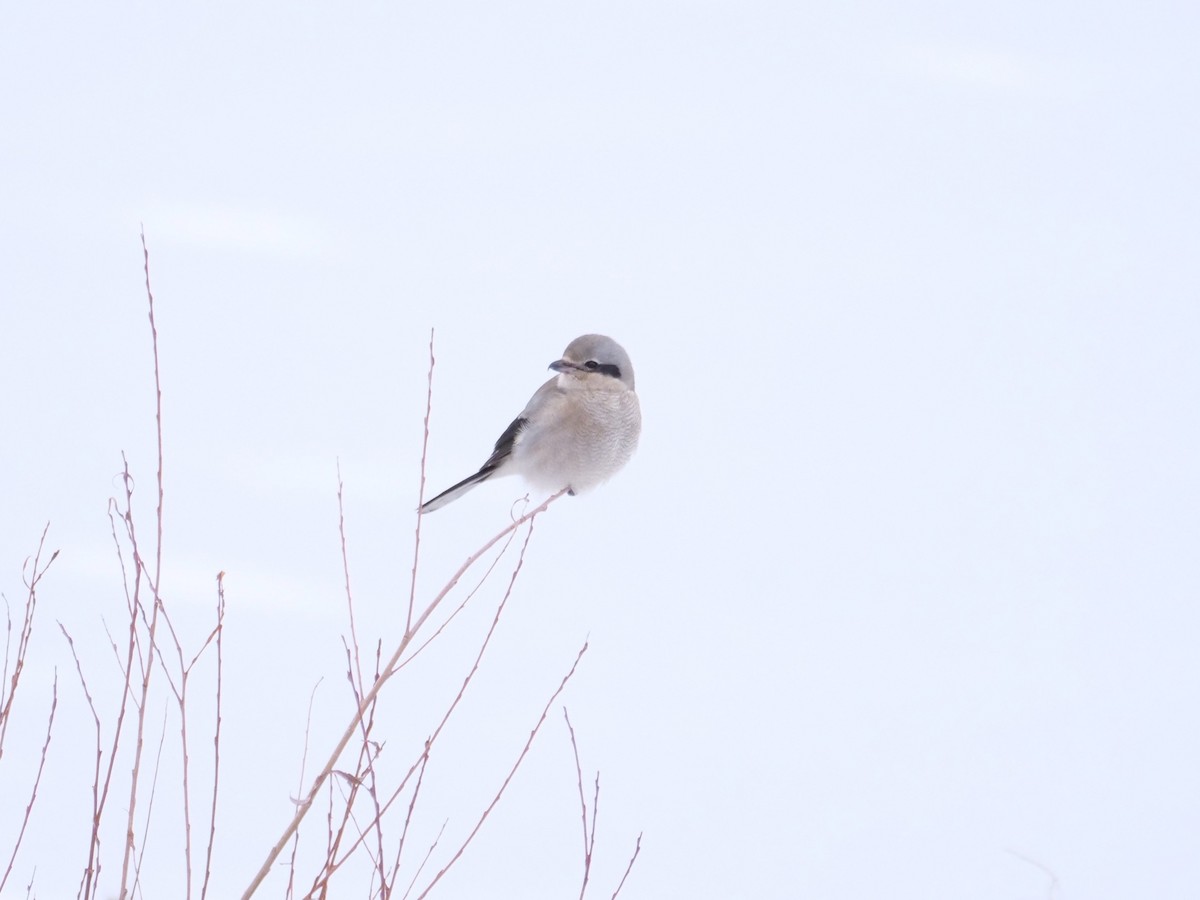 Alcaudón Boreal - ML641335302