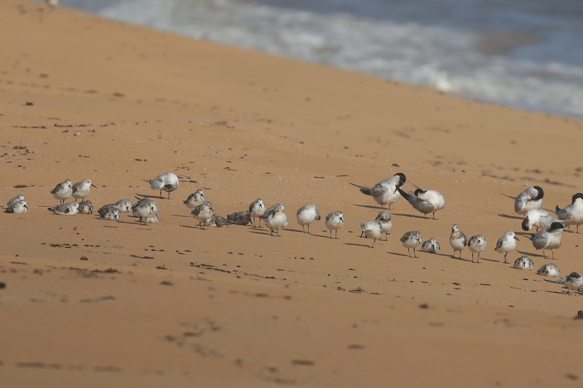 Sanderling - ML641335305