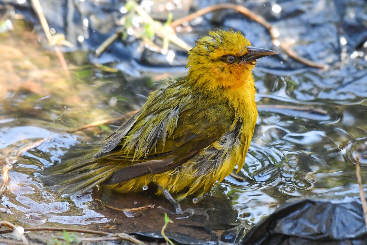 Spectacled Weaver - ML641335323