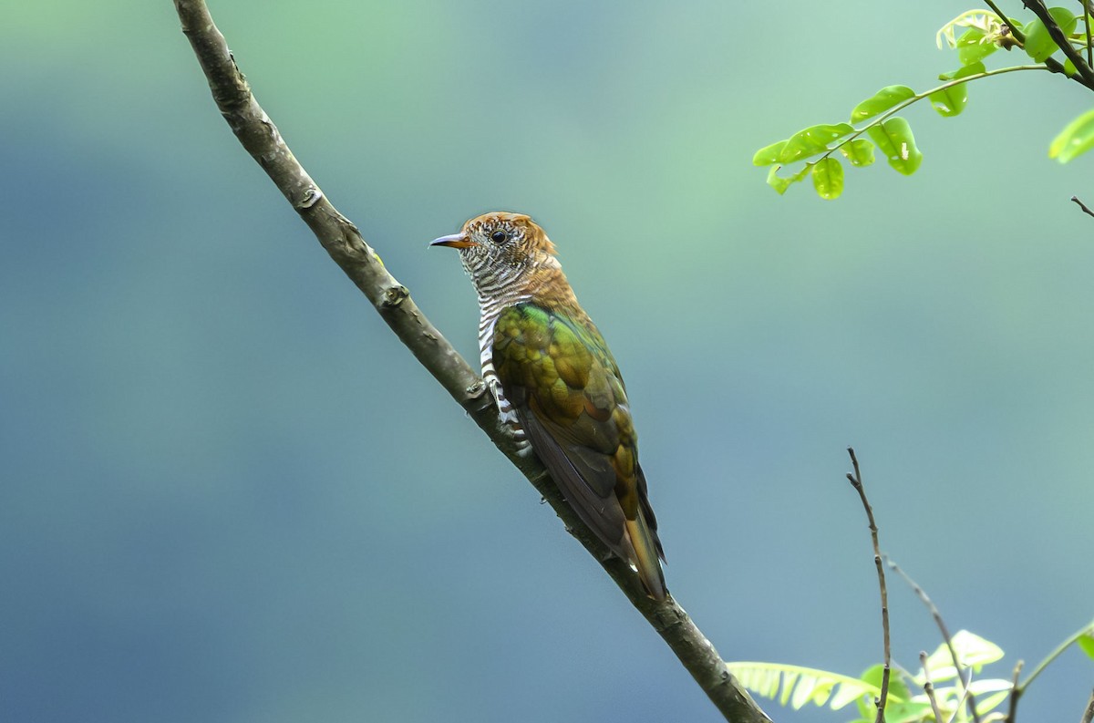 Asian Emerald Cuckoo - ML641335340