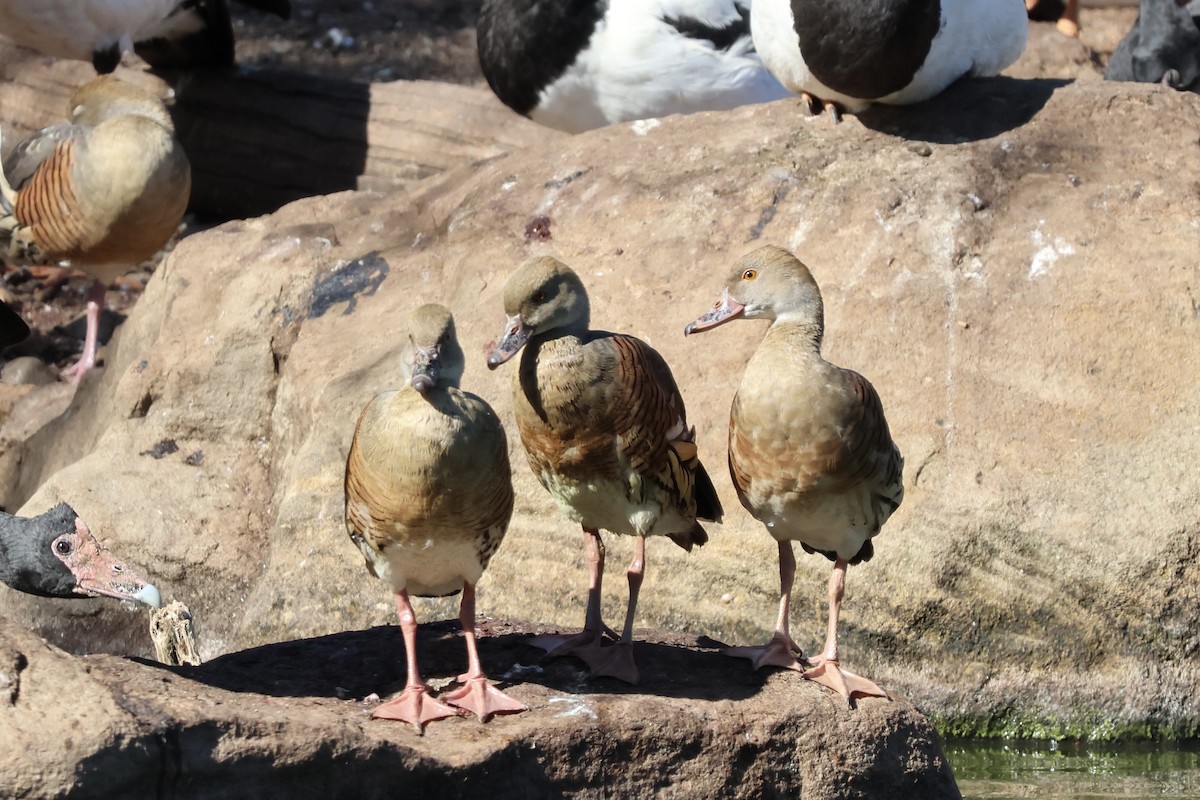 Dendrocygne d'Eyton - ML641335343
