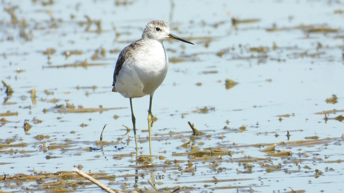 Marsh Sandpiper - ML641335353