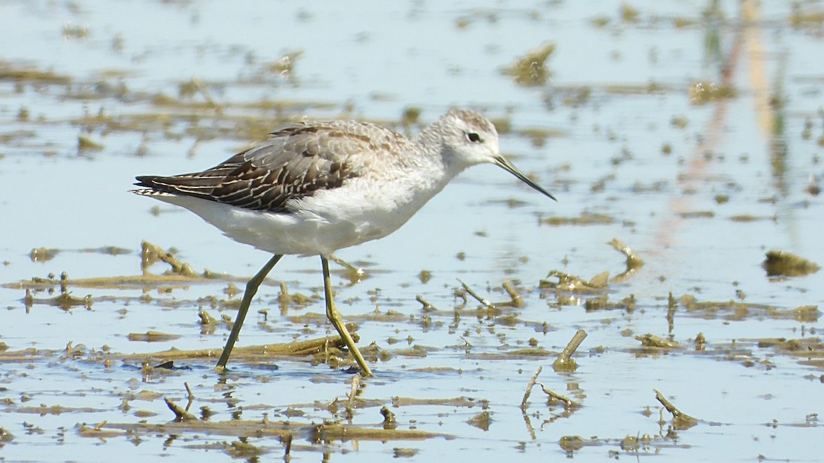 Marsh Sandpiper - ML641335354