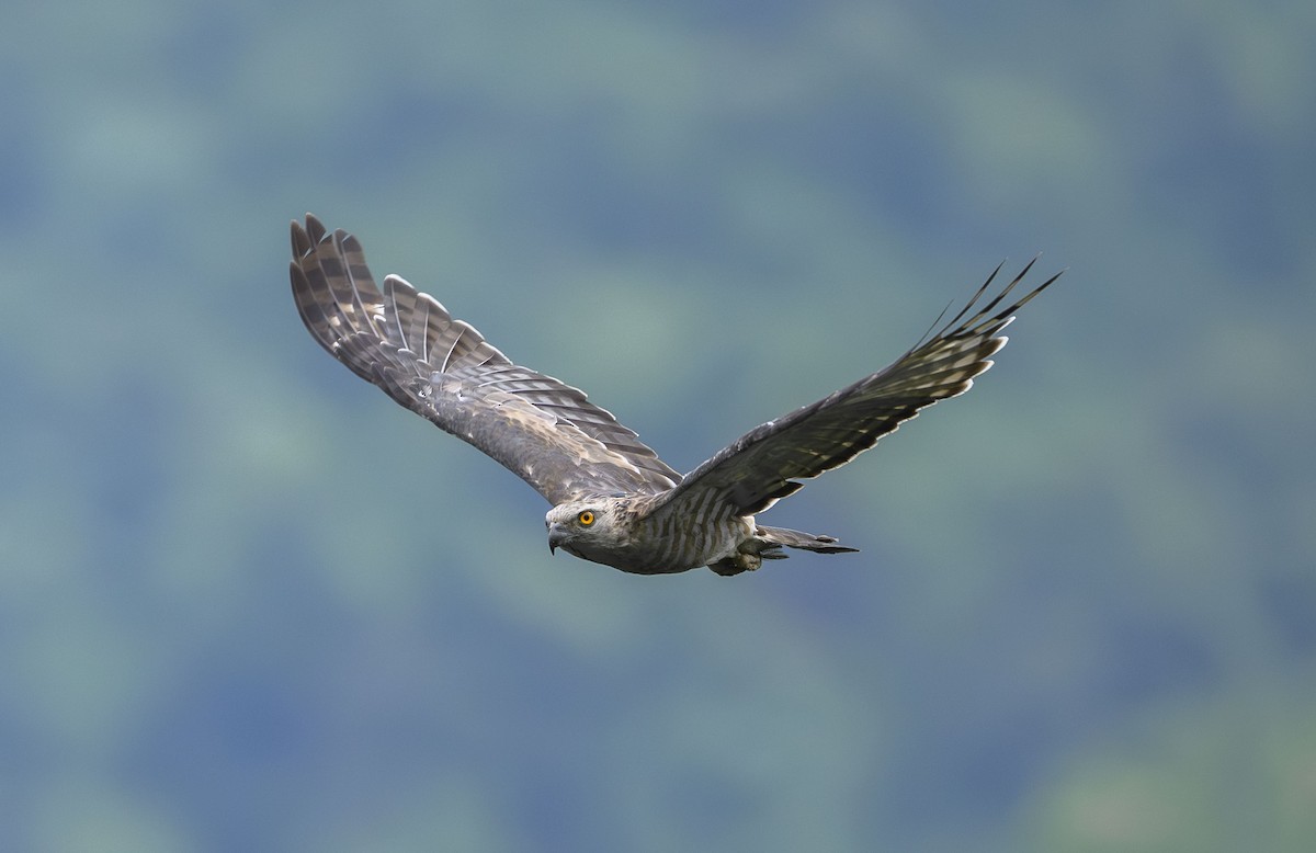 Jerdon's Baza - ML641335356