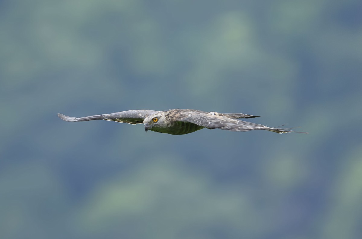 Jerdon's Baza - ML641335357