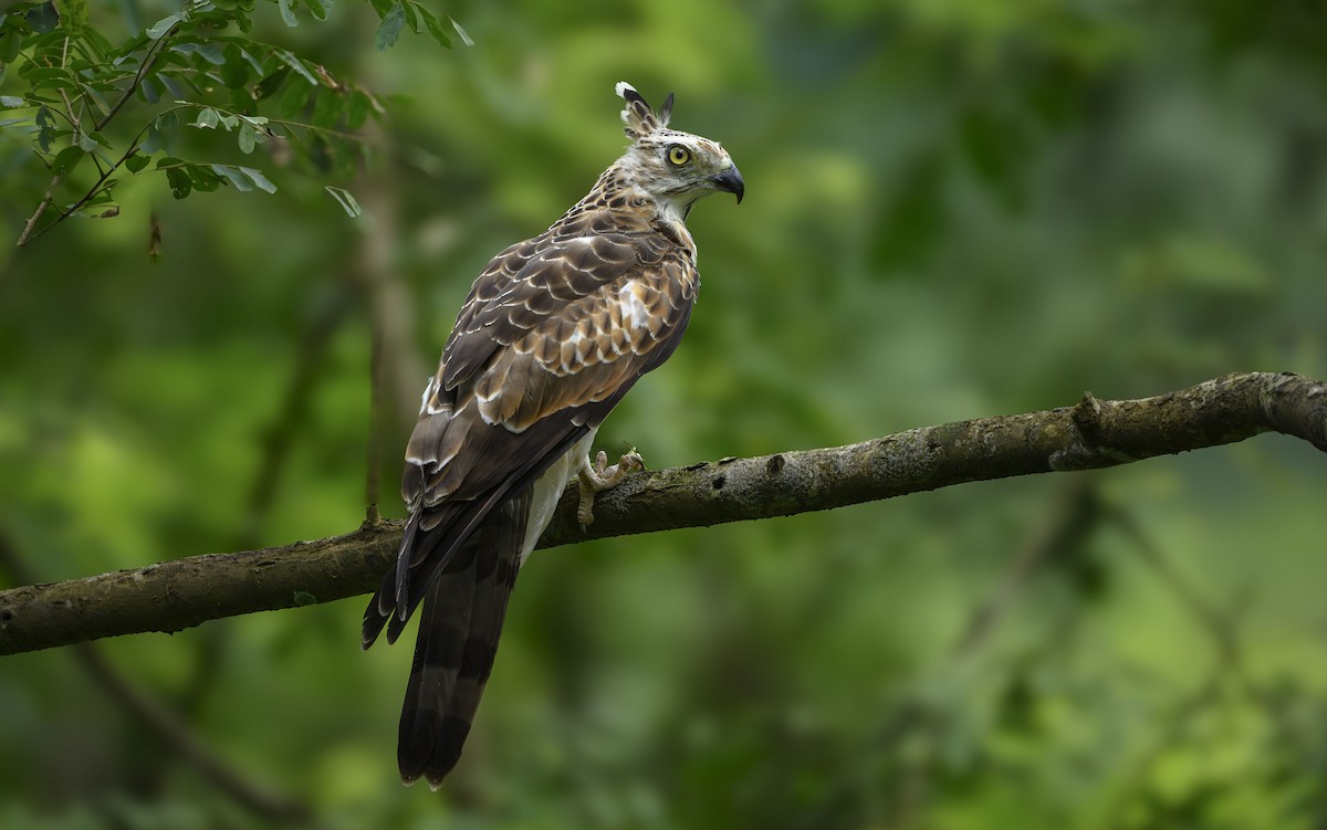 Jerdon's Baza - ML641335358