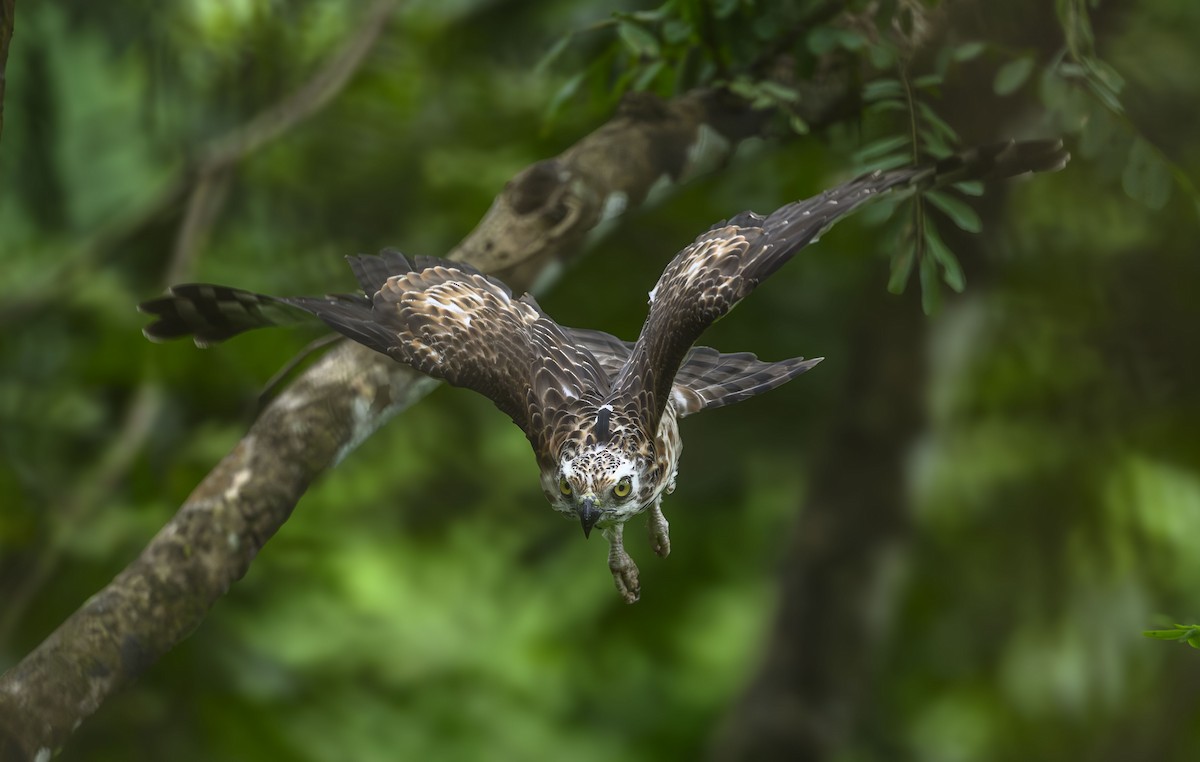 Jerdon's Baza - ML641335359