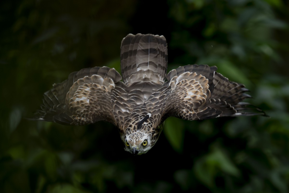 Jerdon's Baza - ML641335360