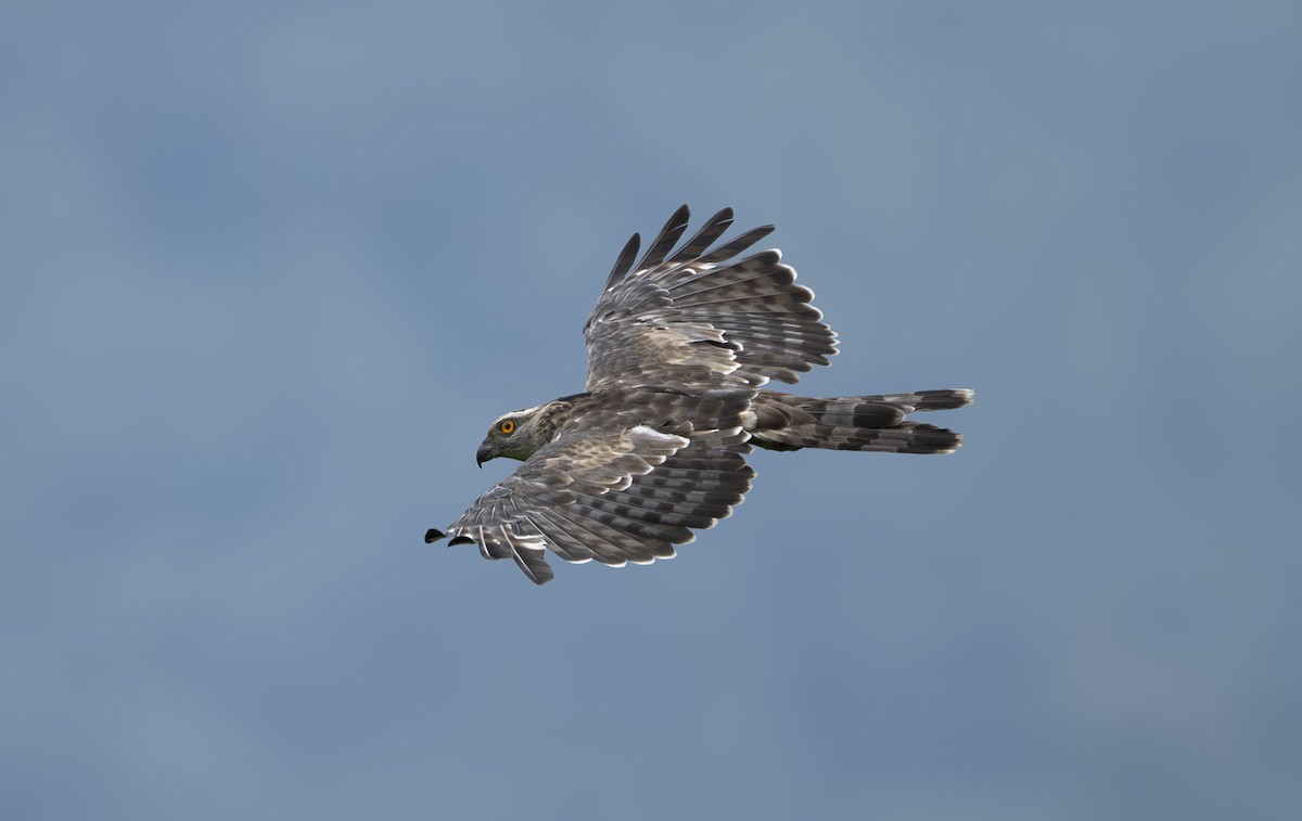 Jerdon's Baza - ML641335361