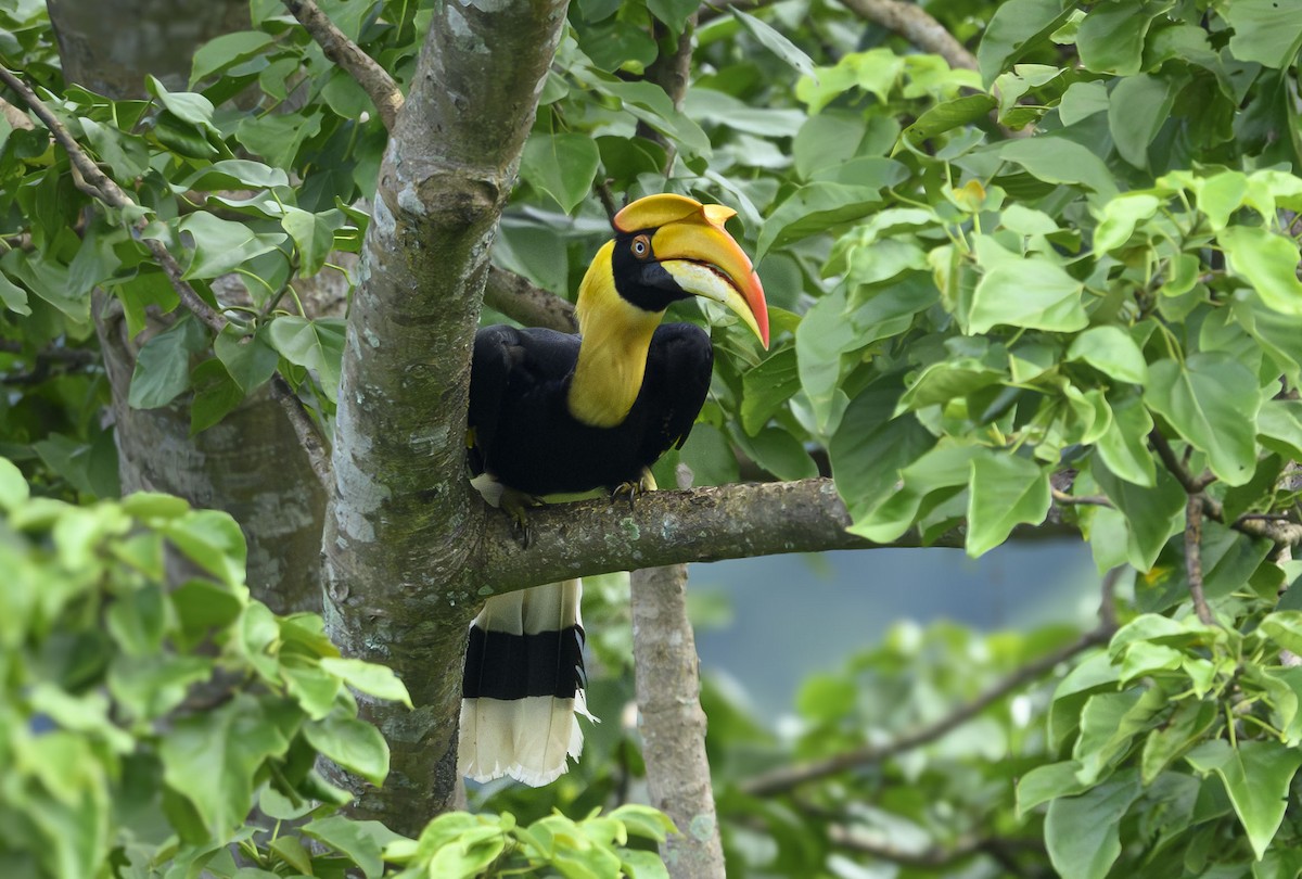 Great Hornbill - ML641335367