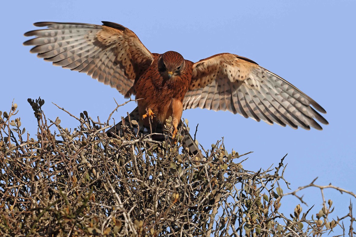 Rock Kestrel - ML641335389