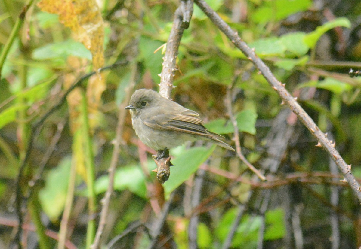 Euli-txori siberiarra - ML641335434