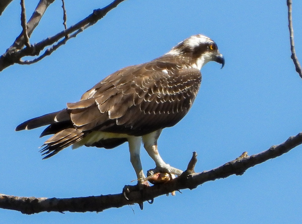 Balbuzard pêcheur - ML641335436