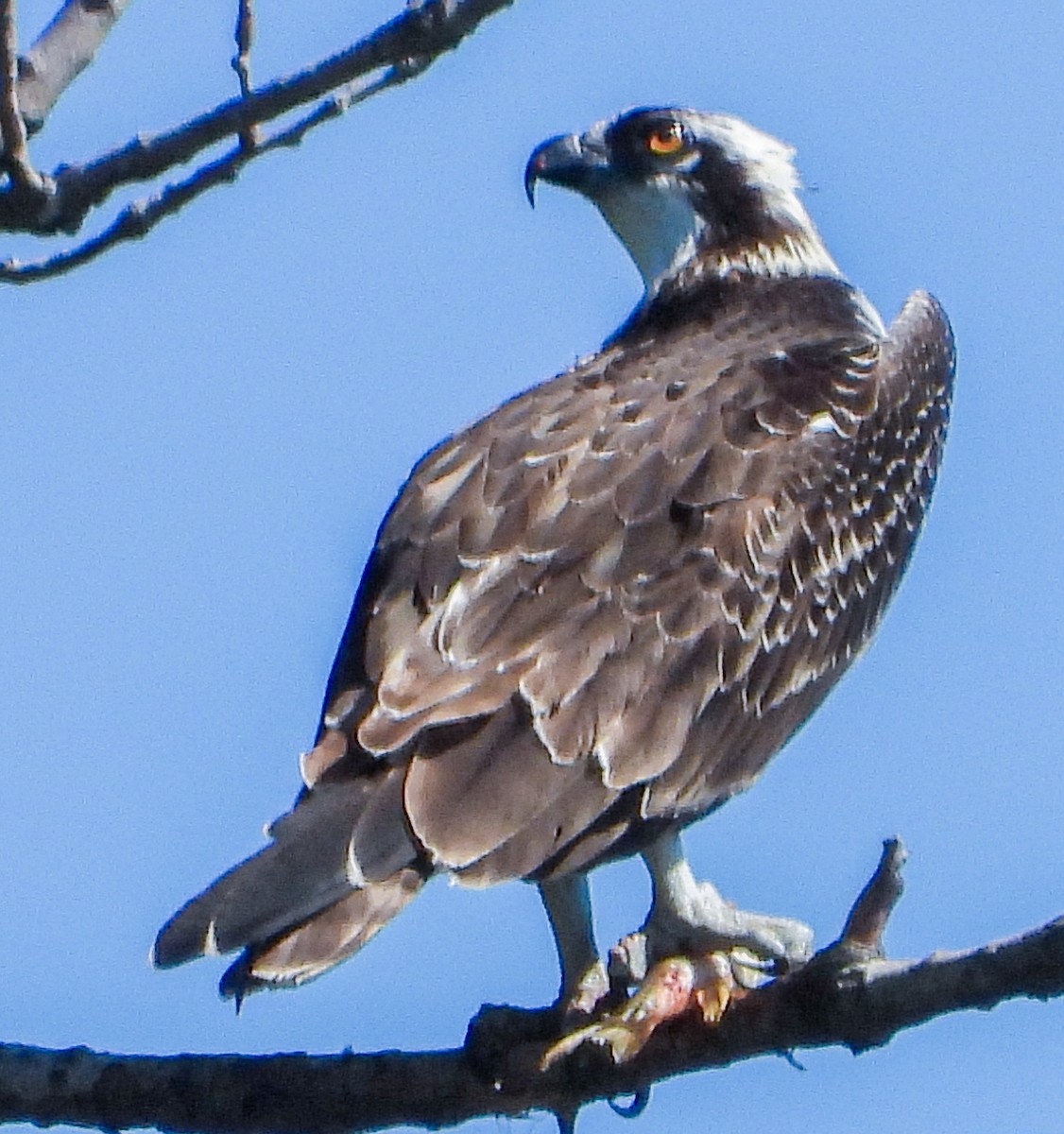 Balbuzard pêcheur - ML641335437