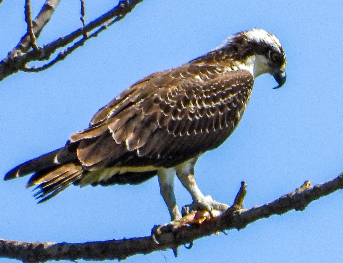 Balbuzard pêcheur - ML641335438